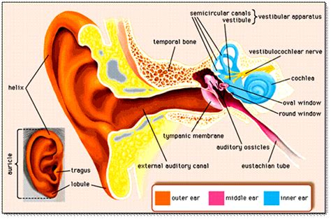 Structure And Function Of Human Ear With Diagram Teac