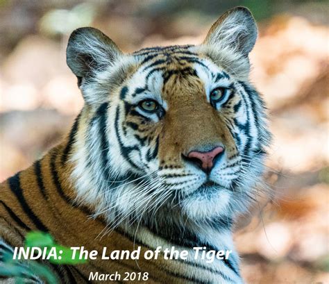 India The Land Of The Tigers By Jan Barnes Blurb Books