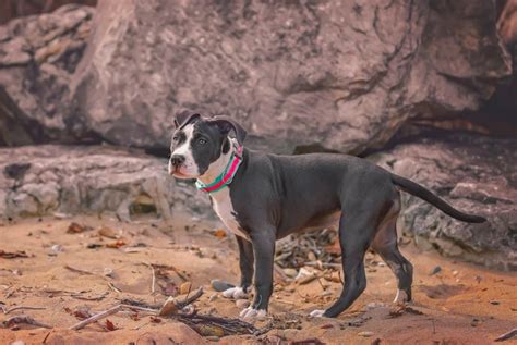 American Pitbull Terrier La Verdad Detrás De La Leyenda