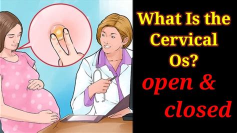What Is The Cervical Os Open And Closed Internal Cervix Dilation