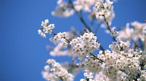 Alberi da fiore alberi alberi con fioritura. 8 alberi per salutare la primavera: significato e proprietà - Starbene