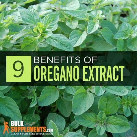 Oregano Extract Benefits Side Effects Dosage