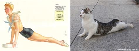 Cats Who Look Like Pin Up Girls Catster