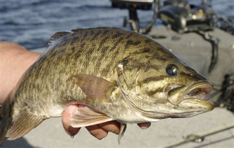 Manitoba Species Highlight Pounding Shoreline For Endless Smallmouth Bass
