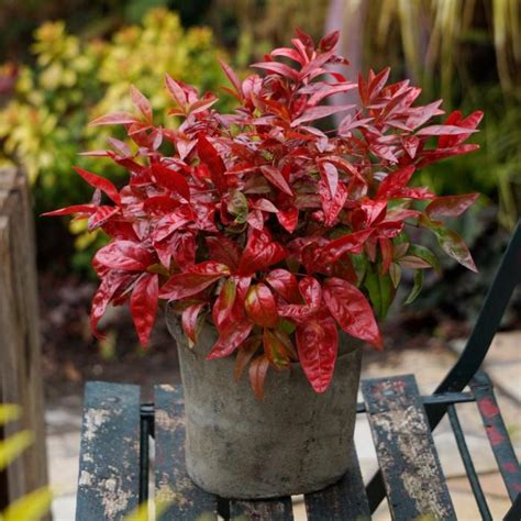 Nandina Domestica Blush Pink Buy Plants At Coolplants