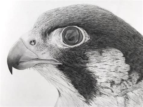 — isn't hard to learn. Realistic Pencil Drawing Gallery & Tutorials - Ran Art Blog