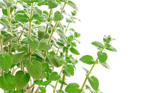 Check out our zaatar plant selection for the very best in unique or custom, handmade pieces from our gardening & plants shops. What is za'atar? A how-to on your new favorite spice blend ...