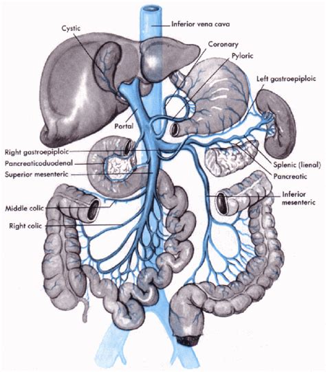 The portal vein (pv) (sometimes referred to as the main or hepatic portal vein) is the main vessel in the portal venous system and drains blood from the. Abdomen:Venous:Portal system | RANZCRPart1 Wiki | FANDOM ...