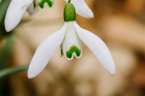 Small Common Snowdrop Flower Galanthus Nivalis In Early Spring Stock