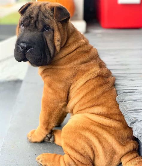 Shar Pei Colors All 21 Coat Colors Explained With Pictures