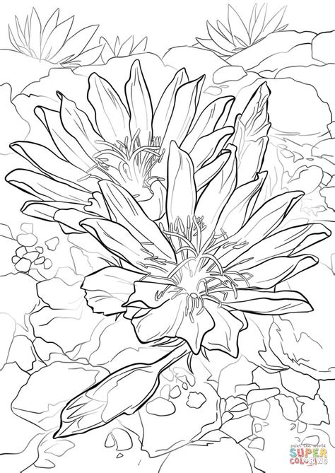 Click the eastern red columbine coloring pages to view printable version or color it online (compatible with ipad and android tablets). Bitterroot coloring page | Free Printable Coloring Pages