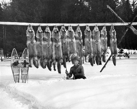 Wolf Hunter Photograph By Underwood Archives