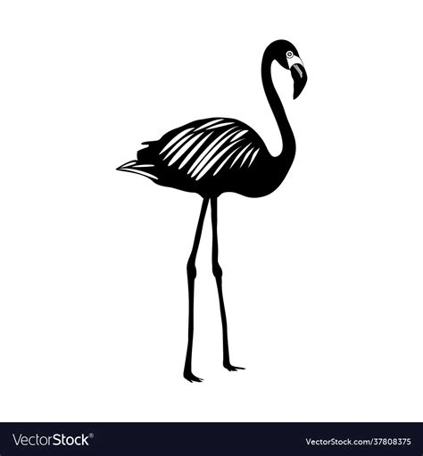 Flamingo Silhouette Isolated On White Background Vector Image