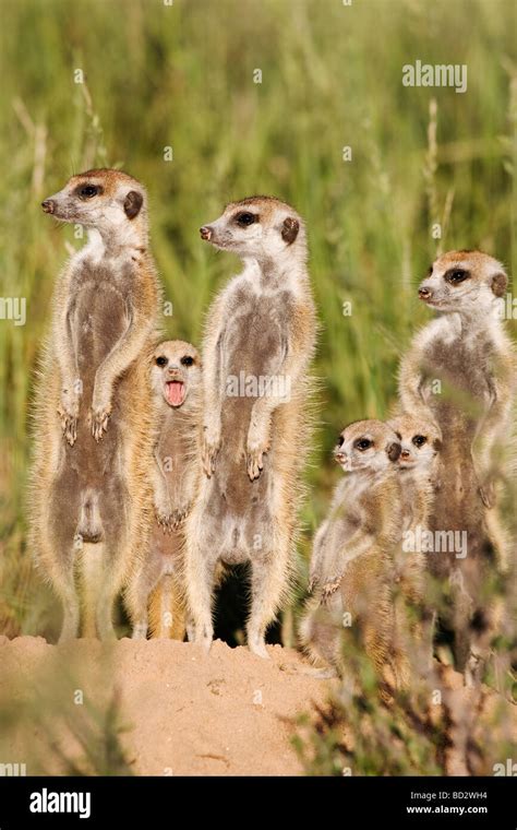 Meerkats With Young Suricatta Suricata Kalahari Meerkat Project Van