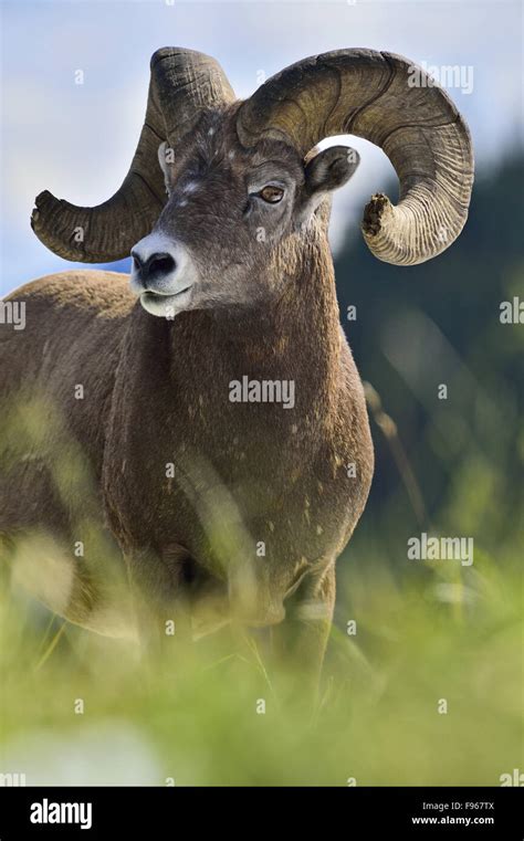 A Portrait Image Of A Wild Mature Bighorn Ram Ovis Canadensis With