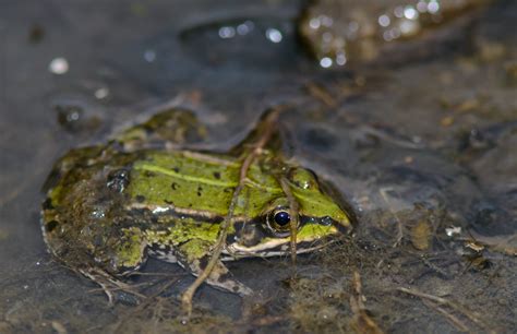 Grass Frog Free Stock Photo Public Domain Pictures