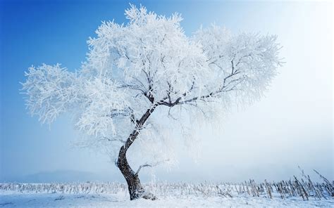 Winter Trees Snow Hd Wallpapers Wallpaper Cave