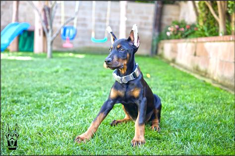 Doberman Lifespan Through Photos Atlas Den