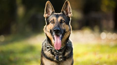 How Big Do German Shepherds Get What Is A Healthy Weight For A German