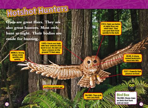 National Geographic Kids Readers Owls
