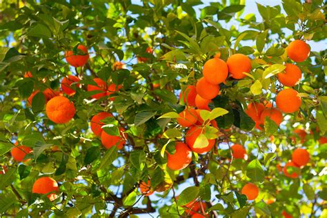 How To Grow And Care For A Satsuma Orange Tree