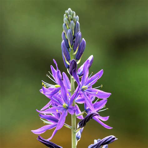 Pretty Violet Camassia Bulbs For Sale Online Indian Hyacinth Easy