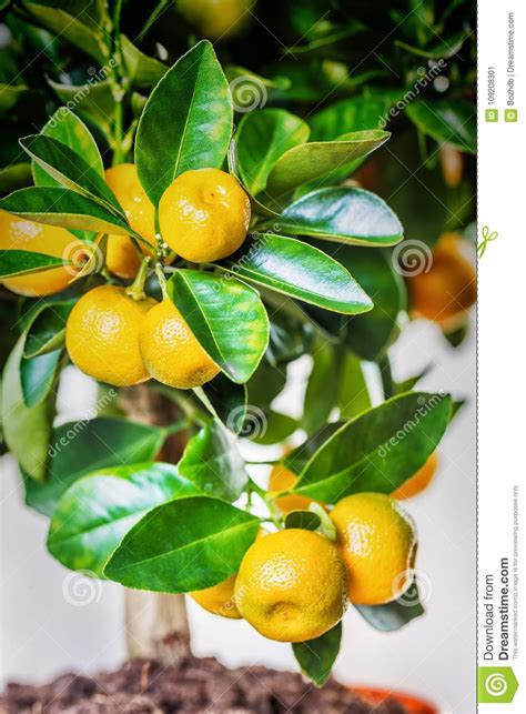 Calamondin Fruits Cmall Citrus Stock Image Image Of Branch
