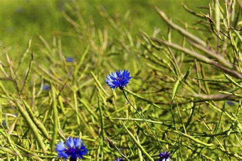 Bake at 400 degrees for 10 minutes. Bachelor's Button Leaves Are Turning Yellow: Tips On ...