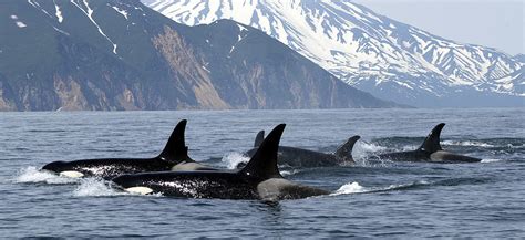 Tief Einschreiben Fass Whale Watching Canada West Coast Käfig Typisch Ring
