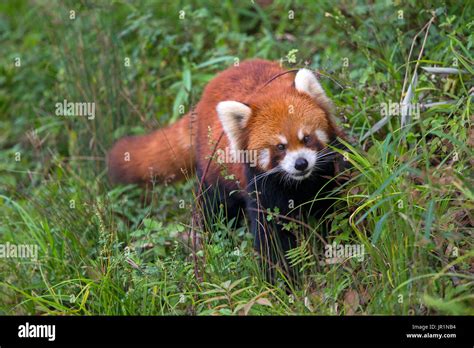 Panda Rojo Ailurus Fulgens En El Suelo La Base De Investigación De