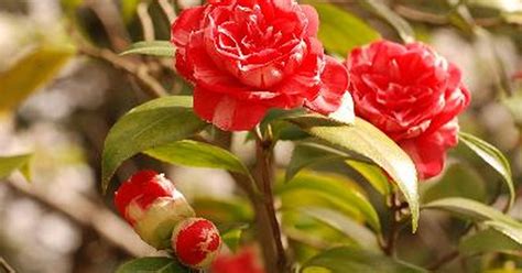 Flowers that look like roses
