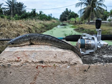 Ikan puyu mendiami sebahagian besar sistem perparitan dalam rangkaian atau lokasi natifnya. Jom .......Mancing Ler!: Umpan terbaik memancing ikan puyu ...