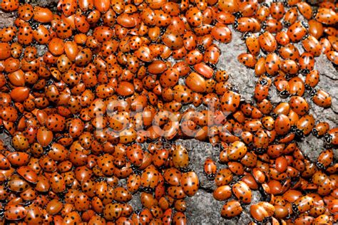 Ladybug Insect Swarm Close Up Stock Photo Royalty Free Freeimages