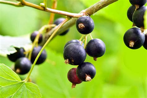 5 Benefits Of Black Currants And Full Nutrition Facts Nutrition Advance