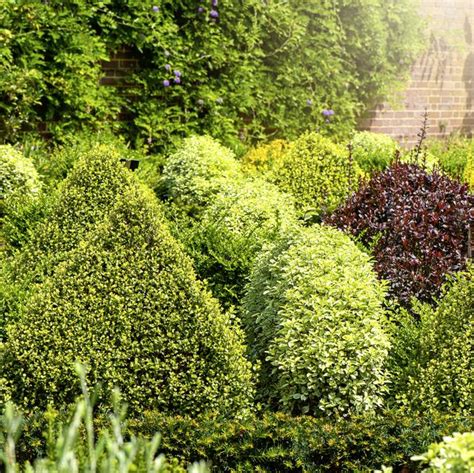 20 Best Evergreen Shrubs Types Of Evergreen Bushes