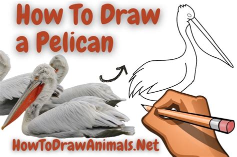 How To Draw A Pelican Easy Drawing Tutorial