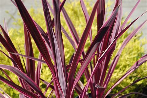 Cordylines And Phormiums Have Become Popular Landscape Plants In Recent