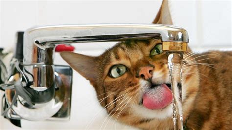 How Cats Tongues Work May Benefit Clean Technology Soft Robotics