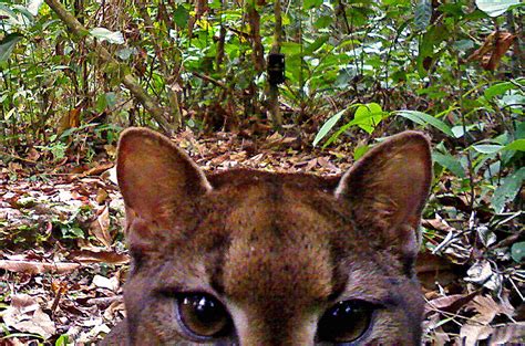 Finding Gold In Gabon The Golden Cat Africa Geographic