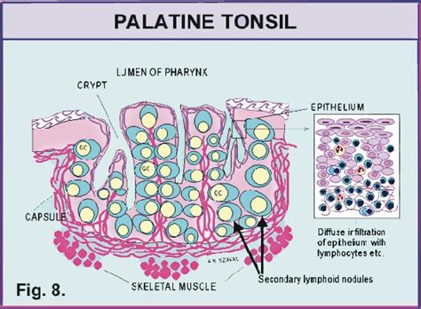 Pharyngeal Tonsils Histology Labeled