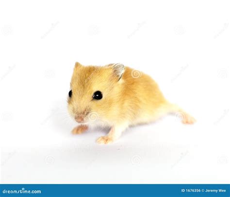 Cute Baby Hamster Royalty Free Stock Image Image 1676356