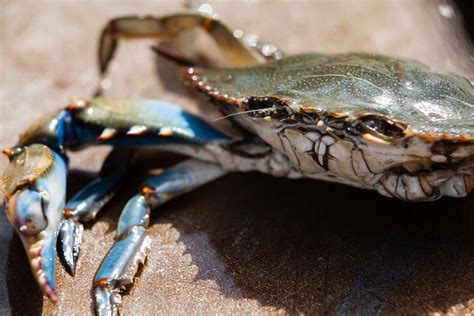 Adult Female Blue Crab Abundance Rises 92 Percent In 2016 Chesapeake