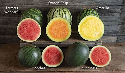 Watermelon Varieties Wow Look At The Choices Watermelon Times