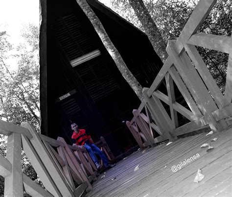 Manakala 12 bakau berkaitan meliputi dungun, rotan bakau dan pakis langsoyar. GILA GAMBAR: hutan paya bakau