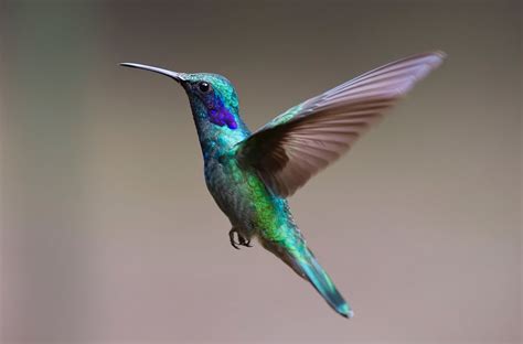 5 Interesting Facts About Hummingbirds