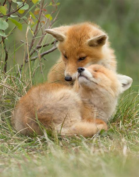 12 Cute Fox Photos That Will Make You Smile Design Swan