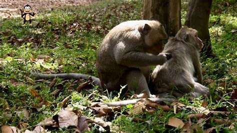 Amazing Monkeys Meeting Near Bayon Temple Youtube