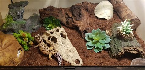 How To Set Up A Leopard Gecko Terrarium Mypetcarejoy