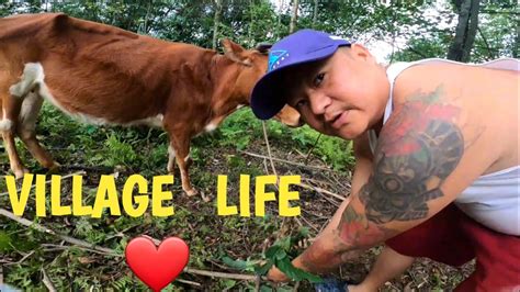 Grazing Cow In Villagewaha Sangaprevent Lumpy Cow 🐄 Disease In Sikkim