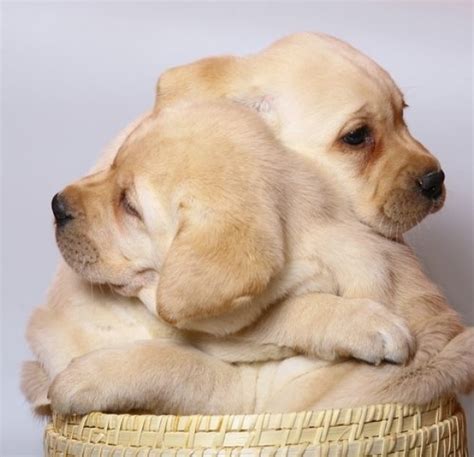 Two child characters are in love with each other. PUPPY LOVE QUOTES